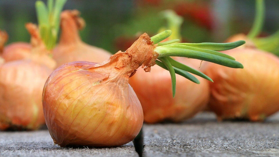 Cebula – niezastąpiony klasyk w kuchni i naturalny pomocnik w domu
